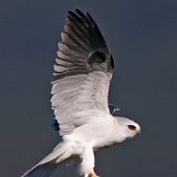 10SB1042 White-tailed Kite